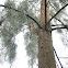 Horsetail casuarina