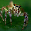Siler semiglaucus