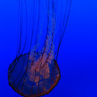 West Coast Sea Nettle
