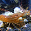 Shrimp