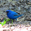 Indigo Bunting