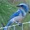Florida Scrub-jay