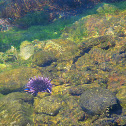 Purple Sea Urchin