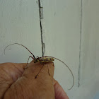 Longhorn beetle
