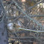 Hermit Thrush