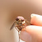 Marsh Fly
