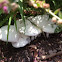 "Lepiota", Leucocoprinus