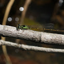 Fragile Forktail damselfly (male)