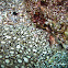 Peacock Sole