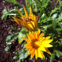 Gazania