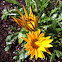 Gazania
