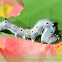 looper moth caterpillar