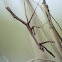 Praying Mantis 