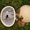 Puffball