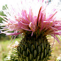 Thistle