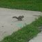 Gray Squirrel 