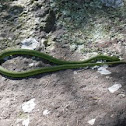 Rough Green snake