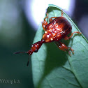 Red Weevil