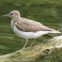 Common Sandpiper