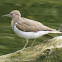 Common Sandpiper