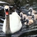 Mute Swan