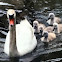 Mute Swan