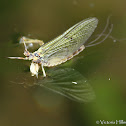 Mayfly