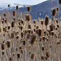 Teasel