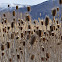 Teasel