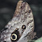 Owl Butterfly