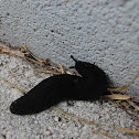 Black-velvet leatherleaf