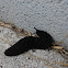 Black-velvet leatherleaf