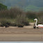Chilean Flamingo