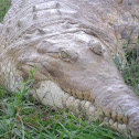 Caimán del Orinoco