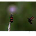 Orange Blister Beetle