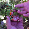 Wolfberry bush