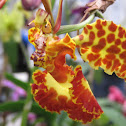 Orquídea Mariposa
