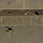 Barn Swallow