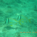Porkfish