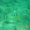 Porkfish