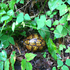 Eastern Box Turtle