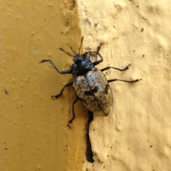 Spotting Image 1