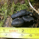 Pinkgill sp.