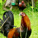 rooster