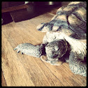 Desert Tortoise
