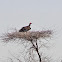 Lappet-faced vulture