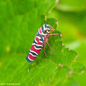 Sharpshooter Leafhopper