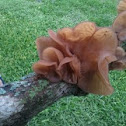 Jew's or Jelly ear.