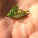 Scudderia Katydid Nymph