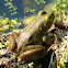 American Bullfrog